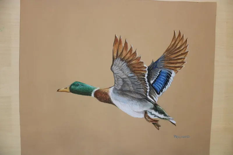 Mallard Duck Flight, soft pastel