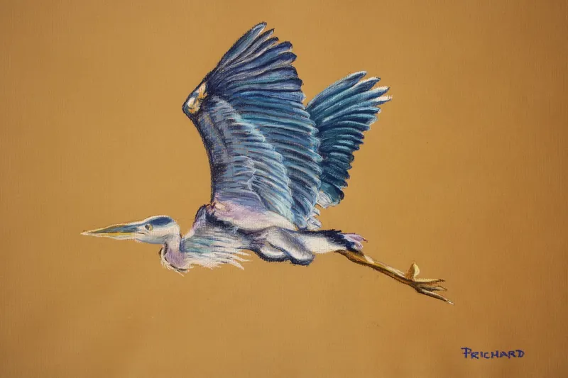 Blue Heron in Flight, soft pastel