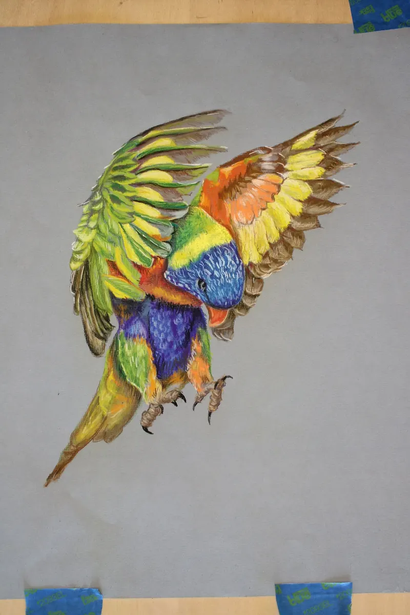 Rainbow Lorikeet, soft pastel